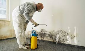 Mold Documentation for Insurance Claims in Bloomfield, NY